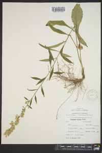 Solidago erecta image