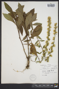 Solidago erecta image