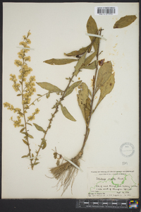 Solidago erecta image