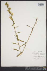 Solidago erecta image