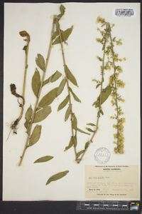 Solidago erecta image