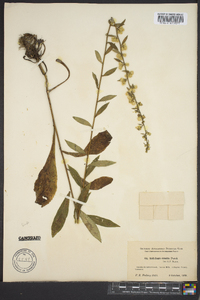 Solidago erecta image