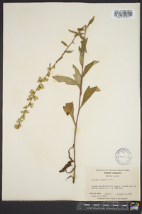 Solidago erecta image