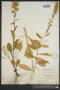 Solidago erecta image