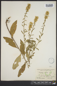 Solidago erecta image