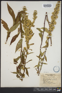 Solidago erecta image