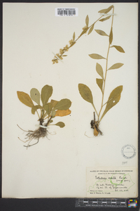 Solidago erecta image