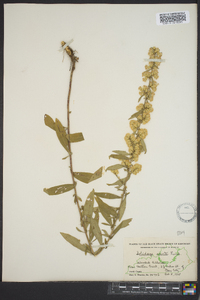 Solidago erecta image