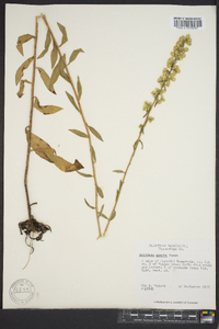 Solidago erecta image