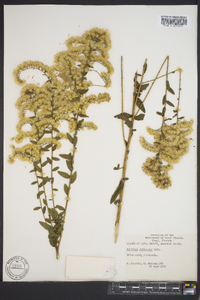 Solidago fistulosa image