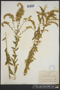 Solidago fistulosa image