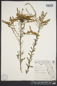 Solidago fistulosa image