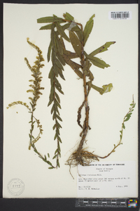 Solidago fistulosa image