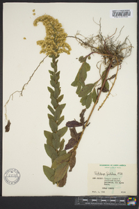 Solidago fistulosa image