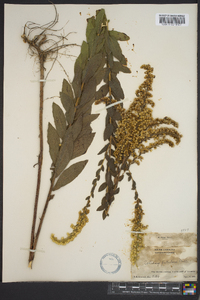 Solidago fistulosa image