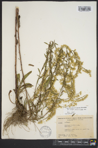 Solidago gracillima image