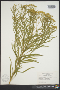 Solidago graminifolia image