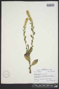 Solidago hispida image