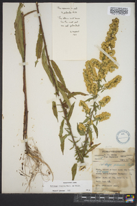 Solidago hispida image