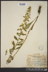 Solidago hispida image