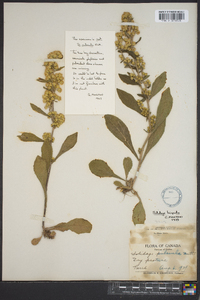 Solidago hispida image