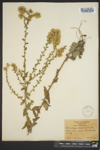 Solidago hispida image