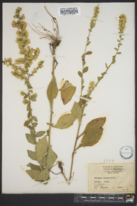 Solidago hispida image