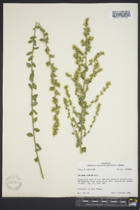 Solidago hispida image