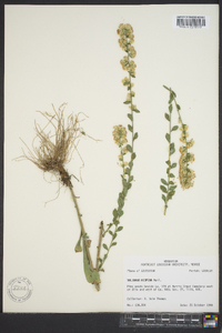 Solidago hispida image