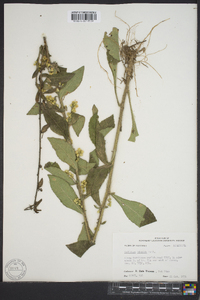 Solidago hispida image