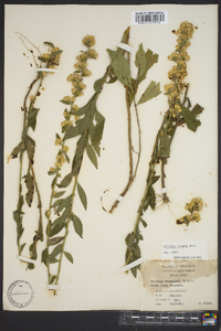 Solidago hispida image