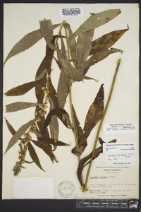 Solidago lancifolia image