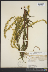 Solidago leavenworthii image