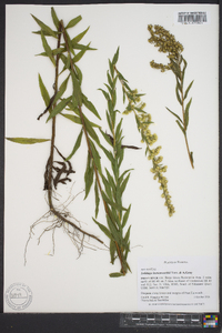 Solidago leavenworthii image