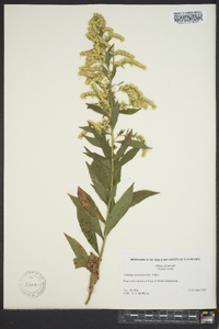 Solidago leavenworthii image