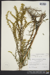 Solidago leavenworthii image