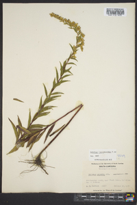 Solidago leavenworthii image