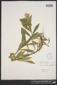 Solidago leavenworthii image