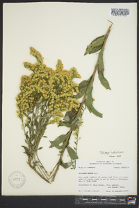 Solidago ludoviciana image