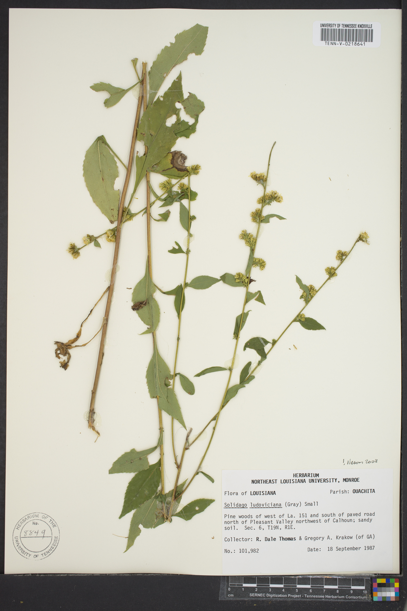 Solidago ludoviciana image