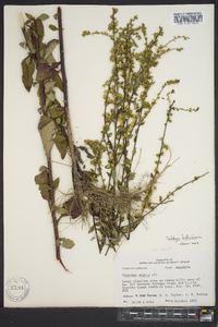 Solidago ludoviciana image