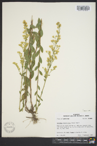 Solidago ludoviciana image