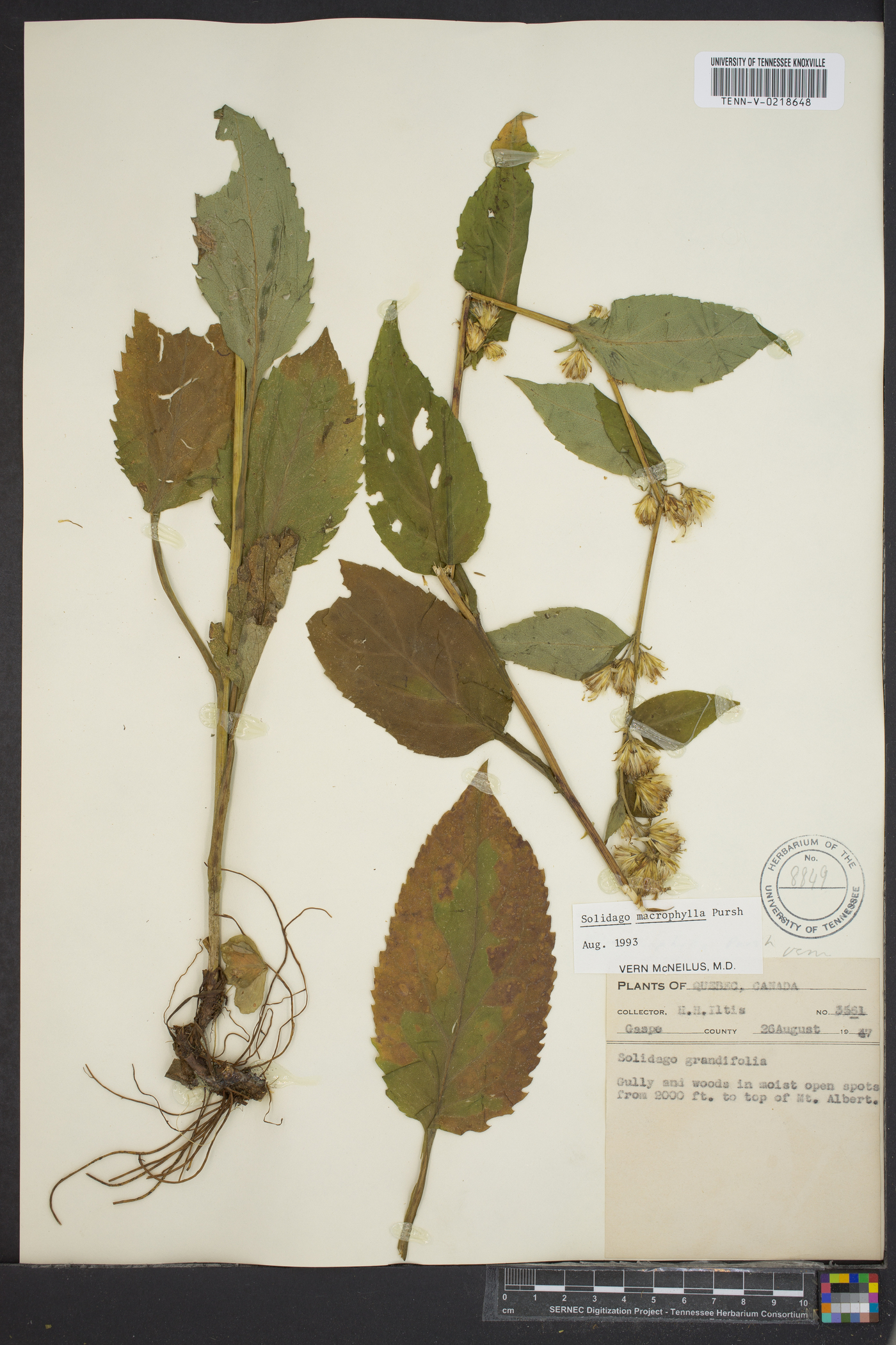 Solidago grandiflora image