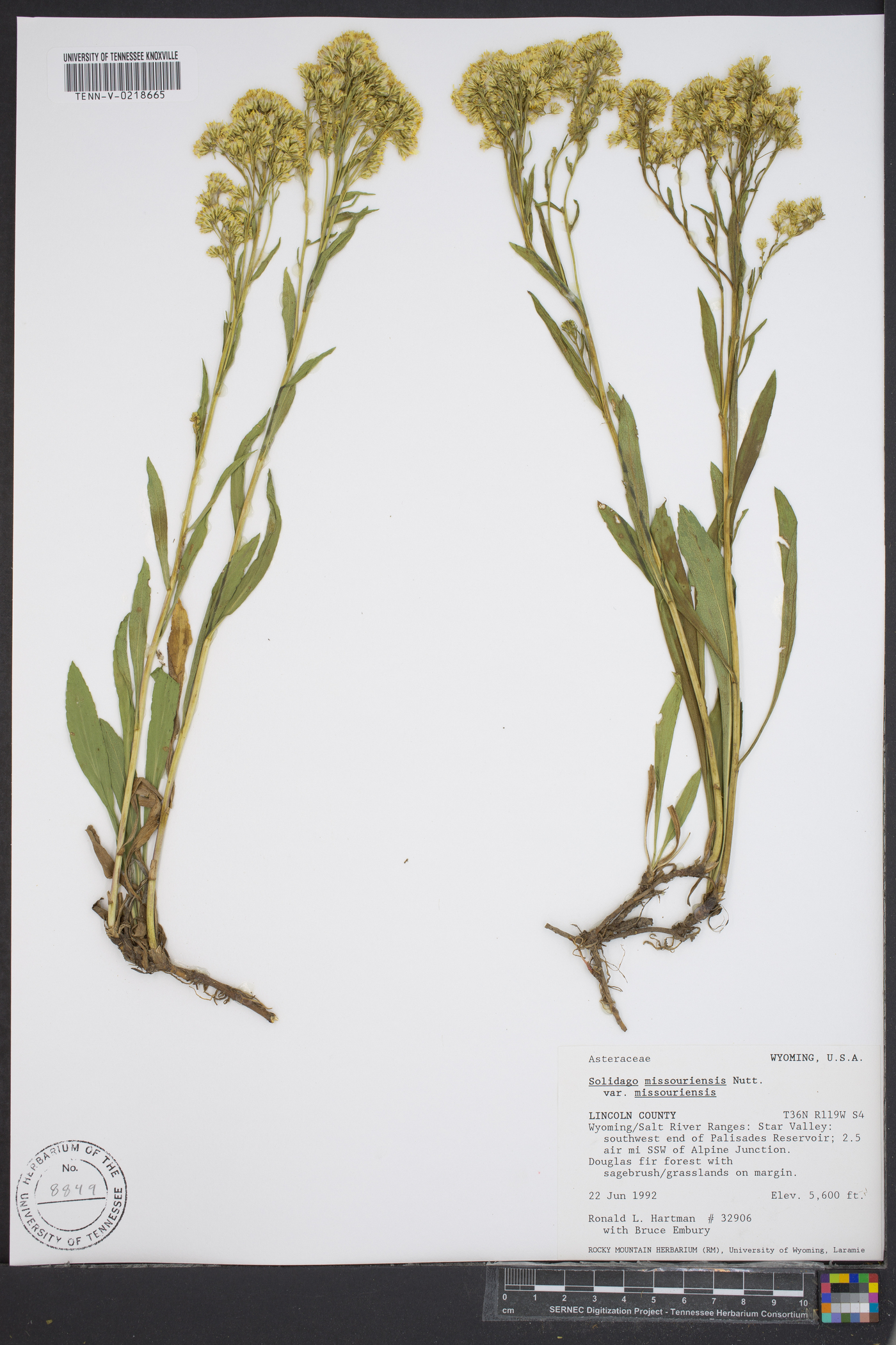 Solidago missouriensis var. missouriensis image