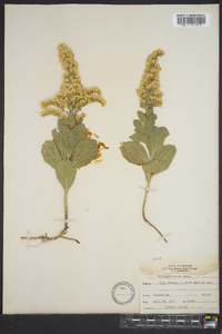 Solidago mollis image