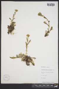 Solidago multiradiata image