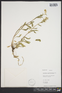 Solidago multiradiata image