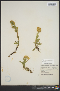 Solidago multiradiata image