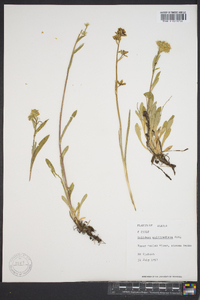 Solidago multiradiata image