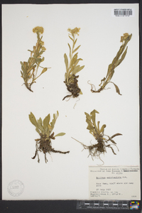 Solidago multiradiata image